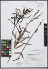 Foto von Salix viminalis L.